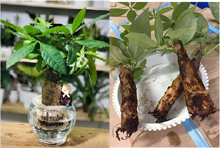 Kim ngân thủy sinh để bàn