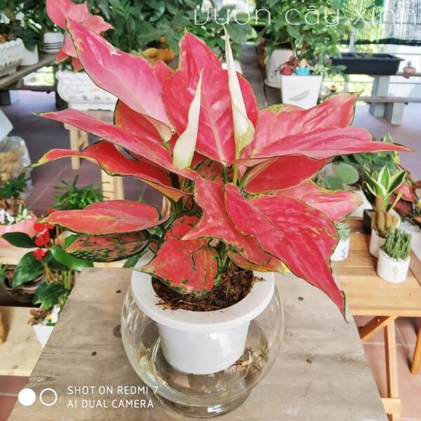 Cây Vạn Lộc Thủy Sinh Để Bàn | Cây Phong Thủy | Vườn Cây Xinh