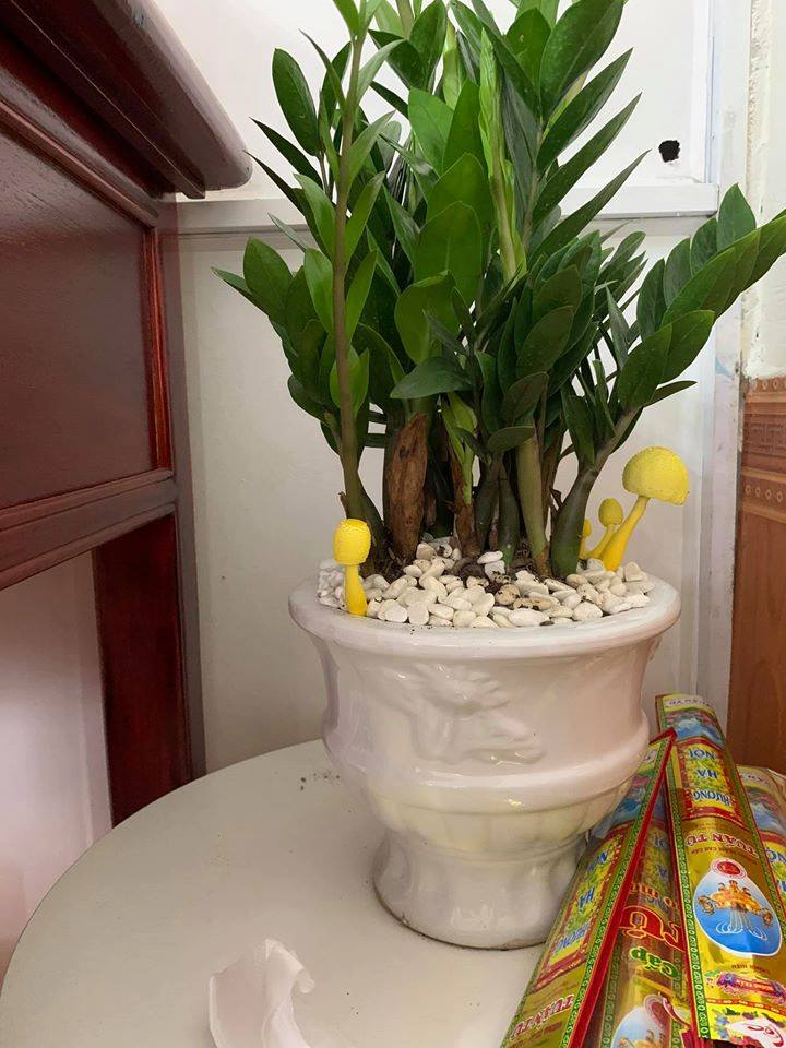 Cây kim tiền mọc nấm - Kim tiền mini để bàn