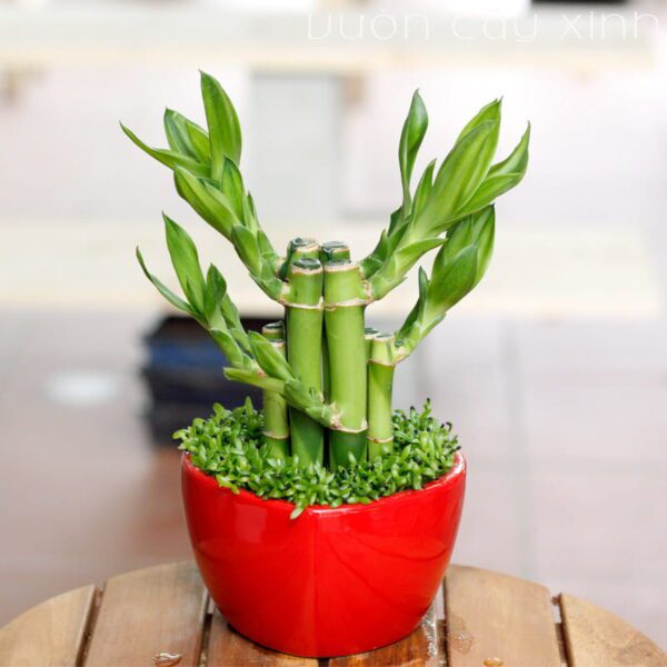 Cây trúc phú quý để bàn - Cây phong thủy | Vườn Cây Xinh