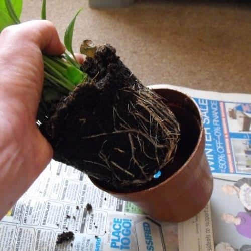 Cách trồng cây lan ý chuẩn