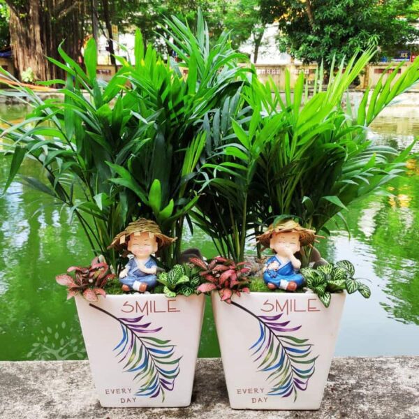 Cây cau tiểu trâm để bàn mini - Vườn cây xinh