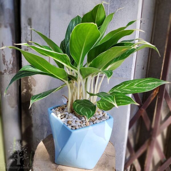 Cây bạch mã hoàng tử để bàn - Vườn cây xinh