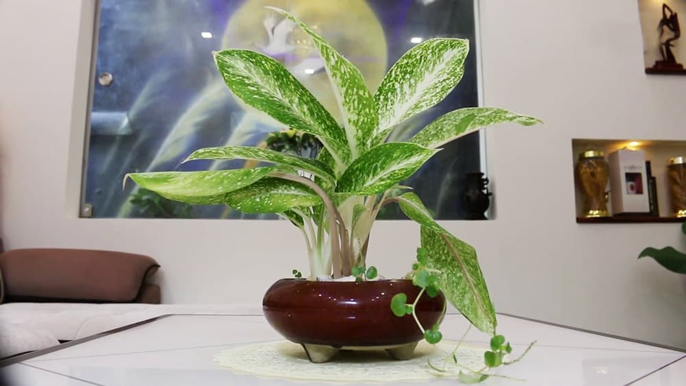 Cây bạch mã hoàng tử để bàn đẹp - Vườn cây xinh