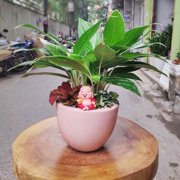 Cây bạch mã hoàng tử để bàn - Vườn cây xinh