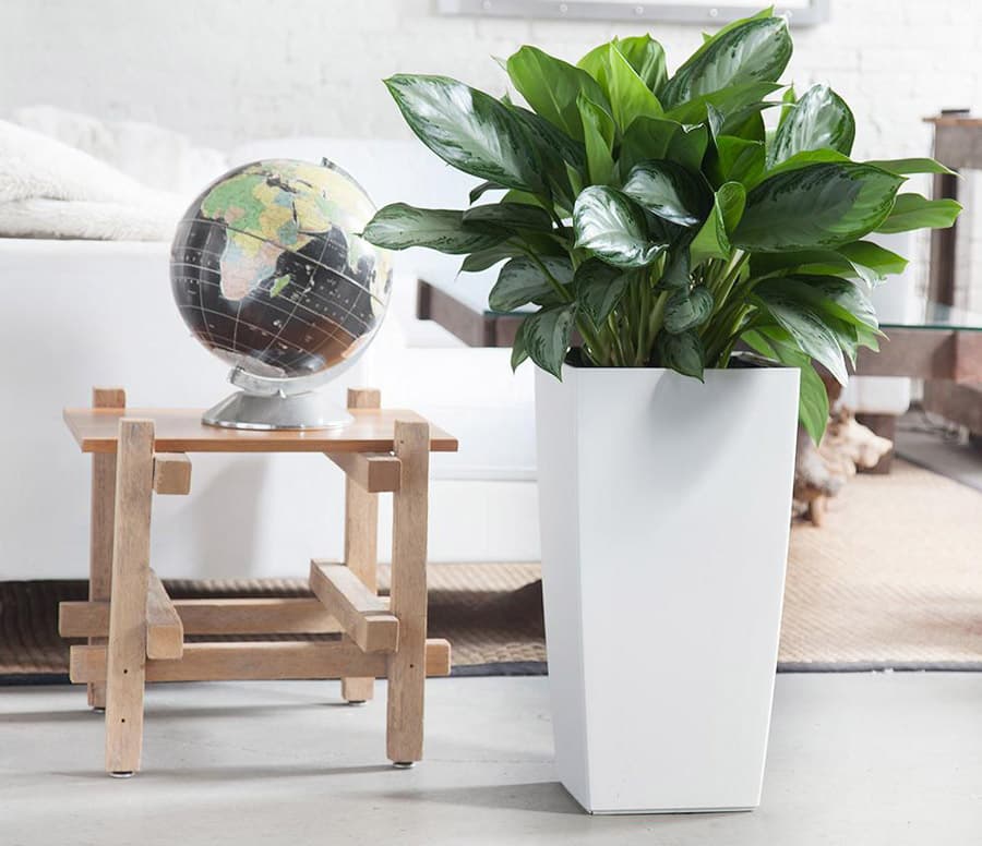 Cây bạch mã hoàng tử để phòng khách - Vườn cây xinh