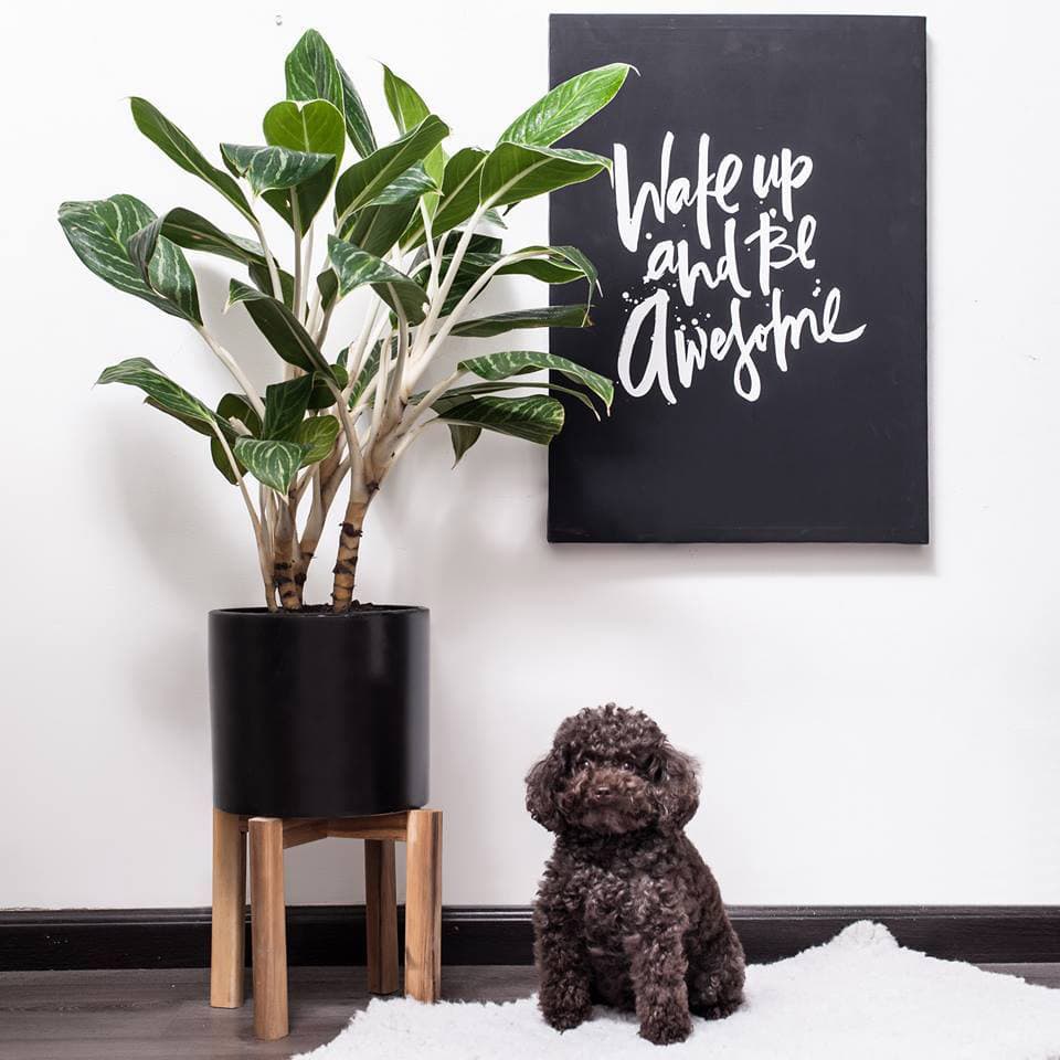 Cây bạch mã hoàng tử để văn phòng - Vườn cây xinh