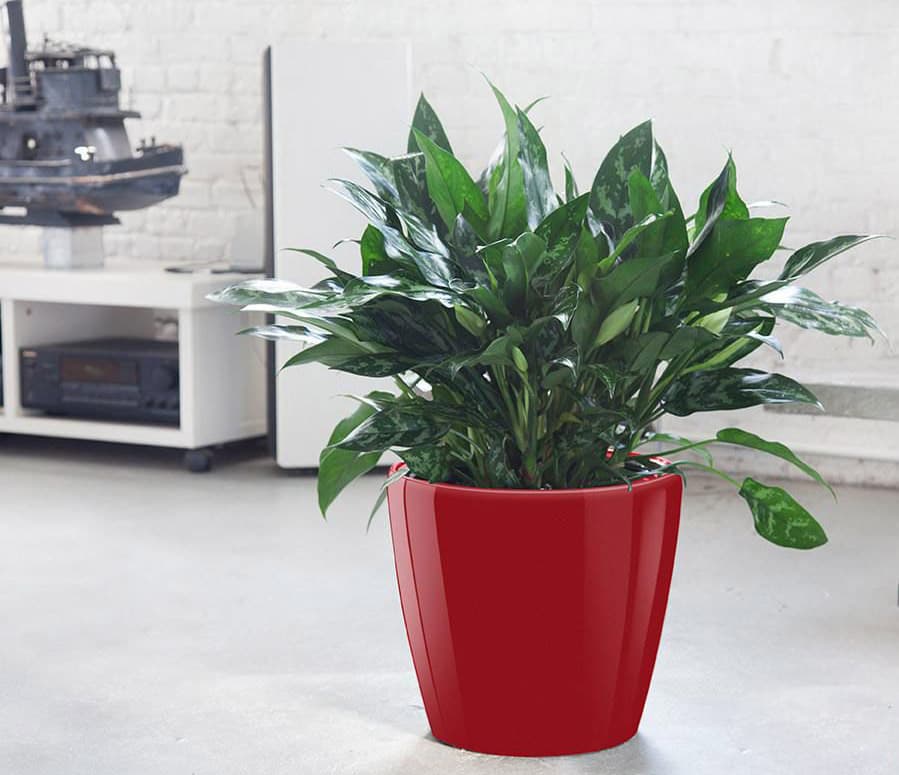 Cây bạch mã hoàng tử để văn phòng - Vườn cây xinh