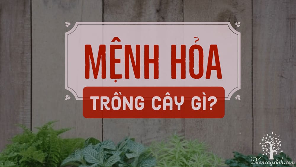 Cây cảnh để bàn làm việc hợp mệnh hỏa - Vườn cây xinh