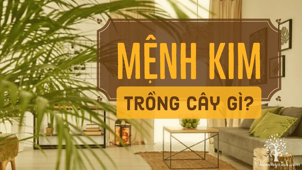 Cây để bàn làm việc hợp mệnh kim - Vườn cây xinh