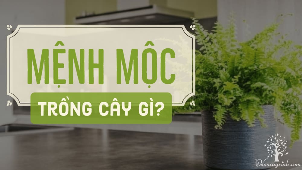 Cây để bàn làm việc hợp mệnh mộc - Vườn cây xinh
