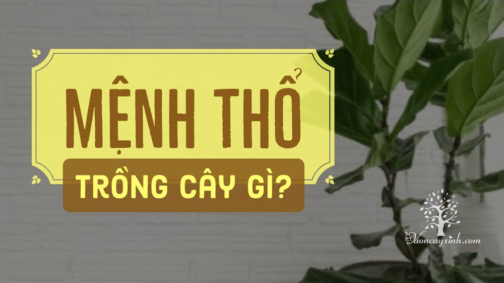 Cây hợp mệnh thổ - Vườn cây xinh