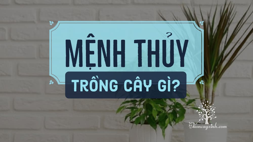 Cây cảnh để bàn làm việc hợp mệnh thủy - Vườn cây xinh