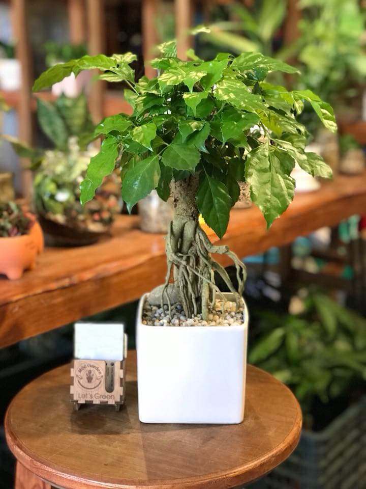 Cây hạnh phúc để bàn tiểu cảnh - Vườn cây xinh