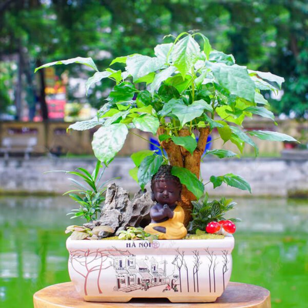 Cây hạnh phúc để bàn tiểu cảnh - Vườn cây xinh