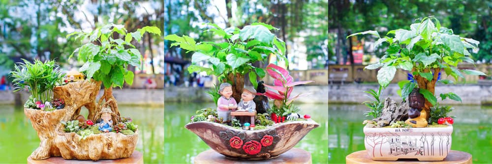 Cây hạnh phúc để bàn tiểu cảnh - Vườn cây xinh