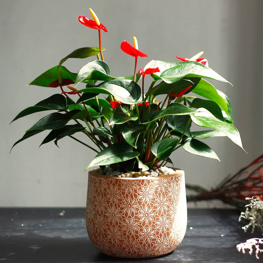 Cây hồng môn để bàn mini - Vườn cây xinh