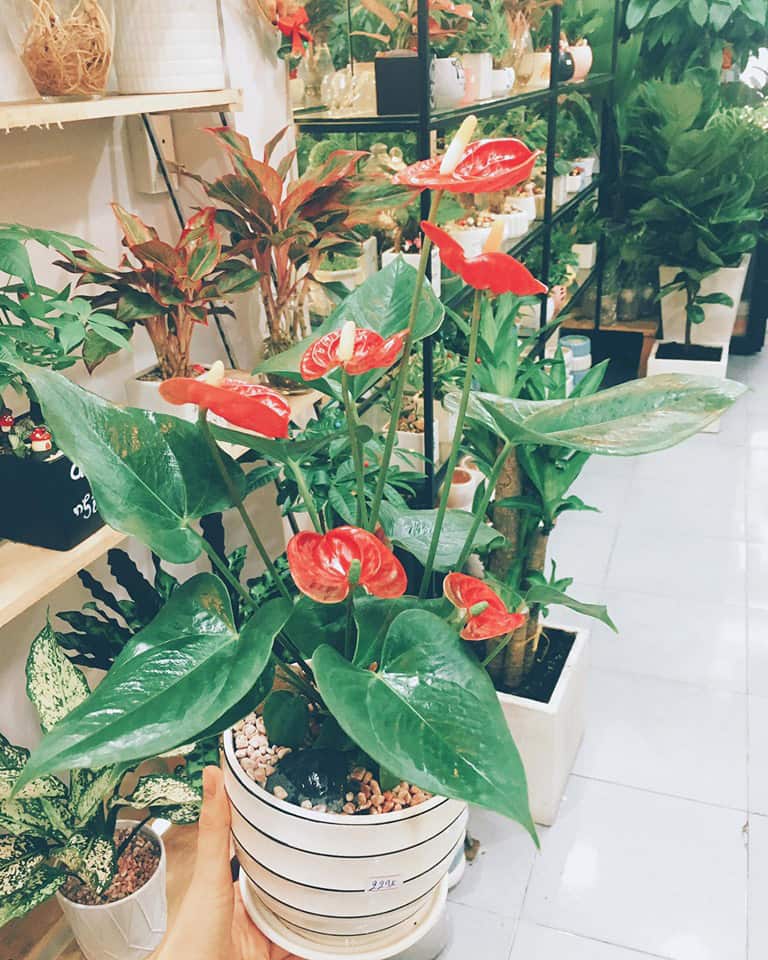 Cây hồng môn để bàn mini - Vườn cây xinh