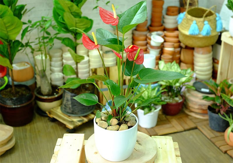 Cây hồng môn để bàn mini - Vườn cây xinh