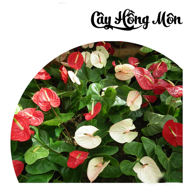 Cây hồng môn để bàn mini - Vườn cây xinh