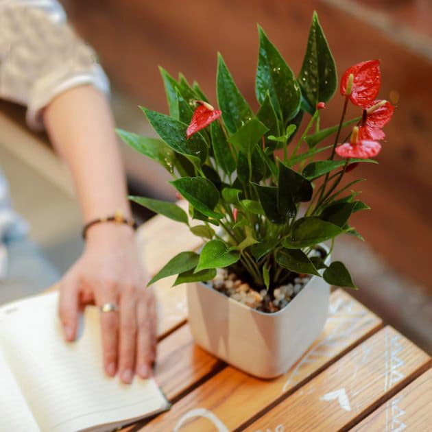 Cây hồng môn để bàn mini - Vườn cây xinh