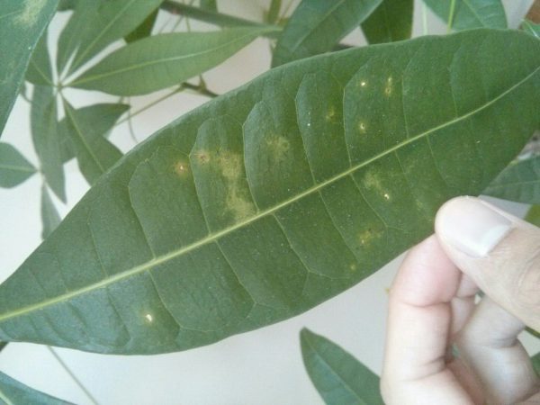 Cây kim ngân để bàn