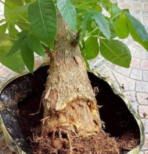 Cây kim ngân để bàn