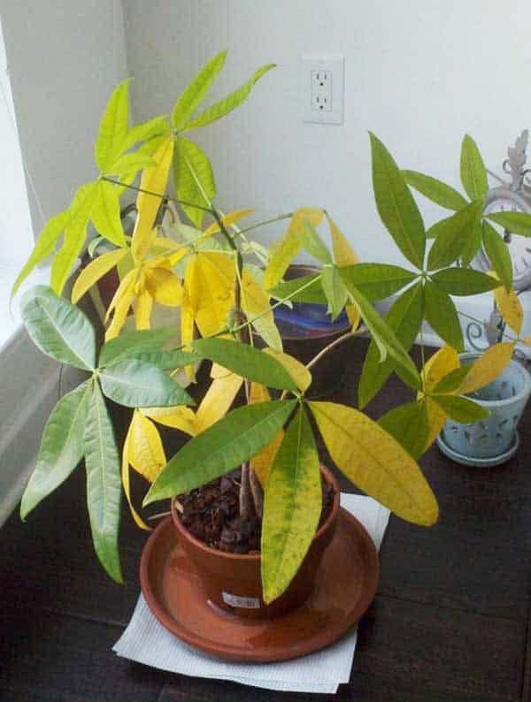 Cây kim ngân bị vàng lá - vườn cây xinh