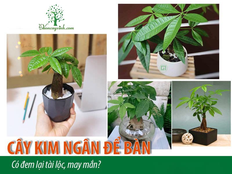 Cây kim ngân để bàn - Vườn cây xinh