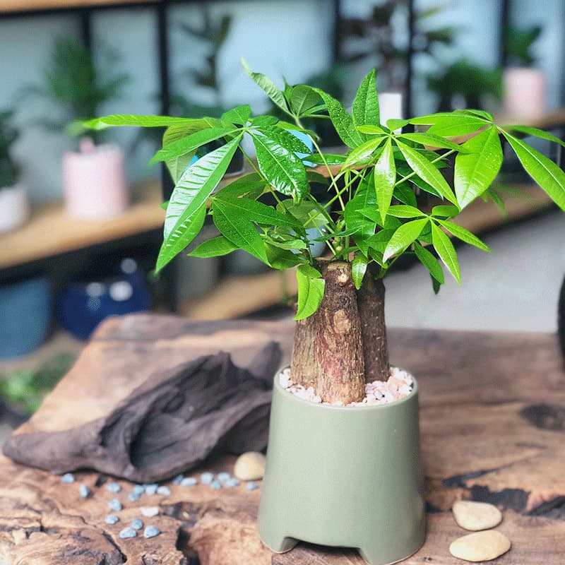 Cây kim ngân để bàn - Vườn cây xinh