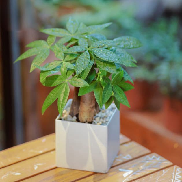 Cây kim ngân để bàn - Vườn cây xinh