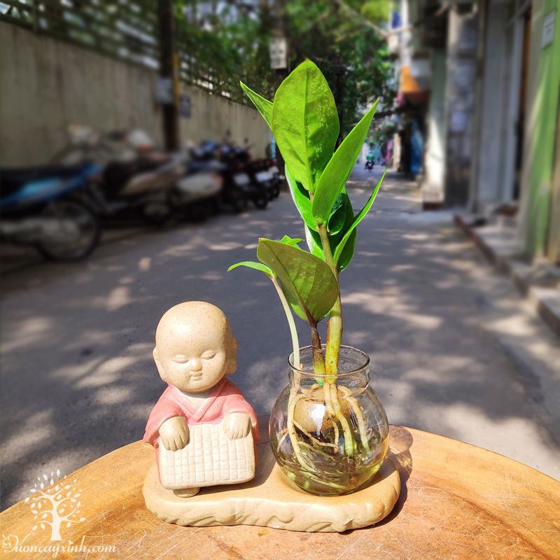 Cây kim tiền để bàn làm việc - Vườn cây xinh