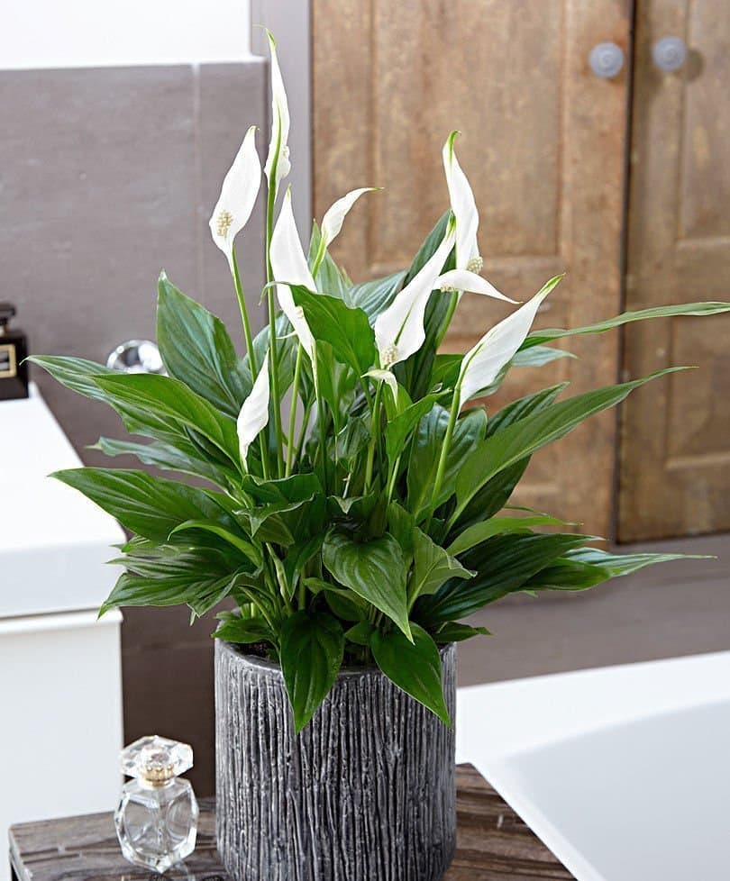 Cây lan ý để bàn làm việc - Vườn cây xinh