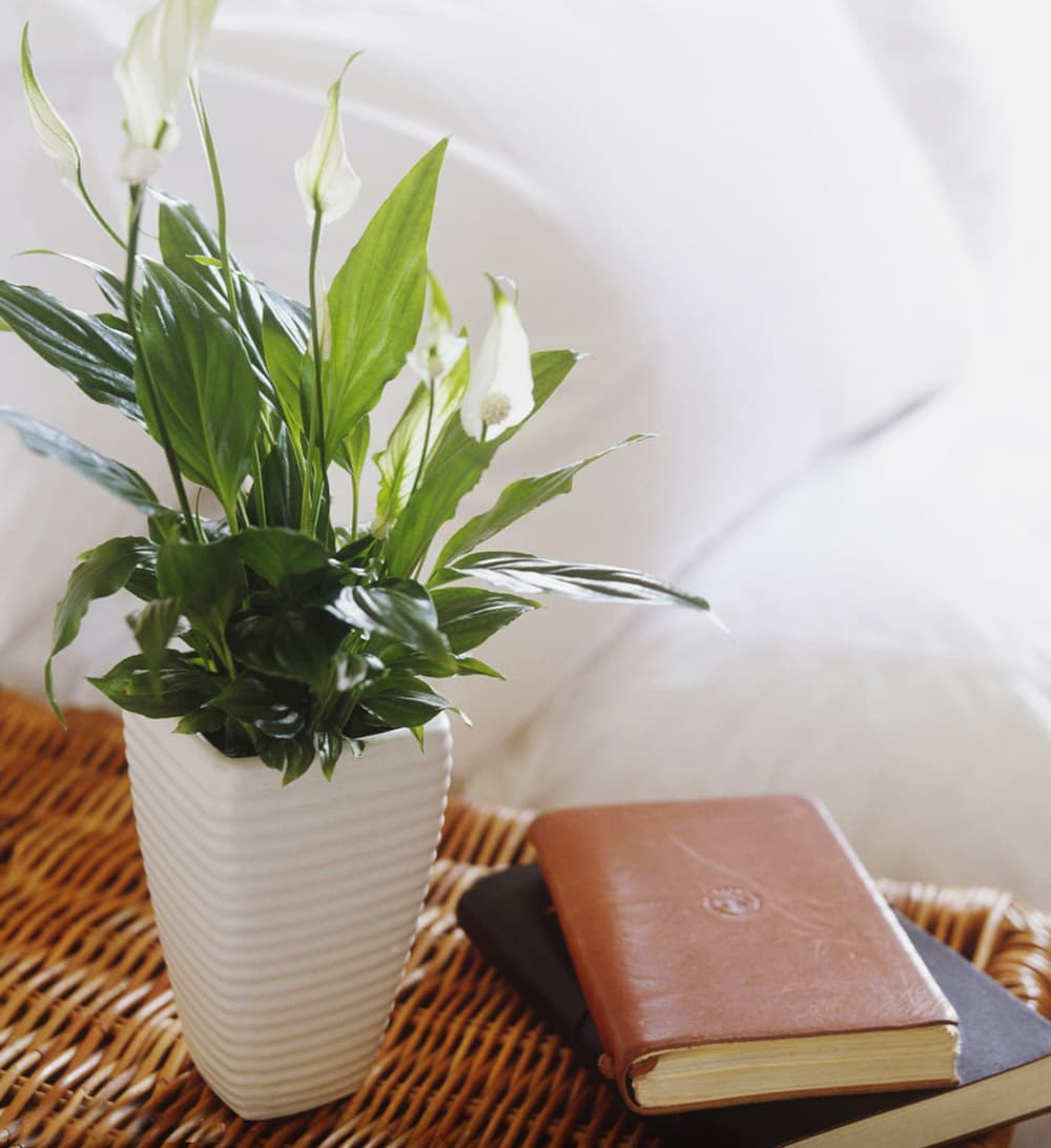 Cây lan ý để bàn làm việc - Vườn cây xinh