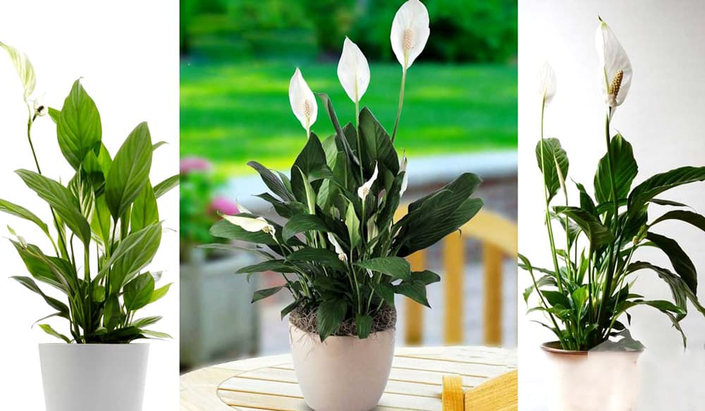 Cây lan ý để bàn làm việc - Vườn cây xinh