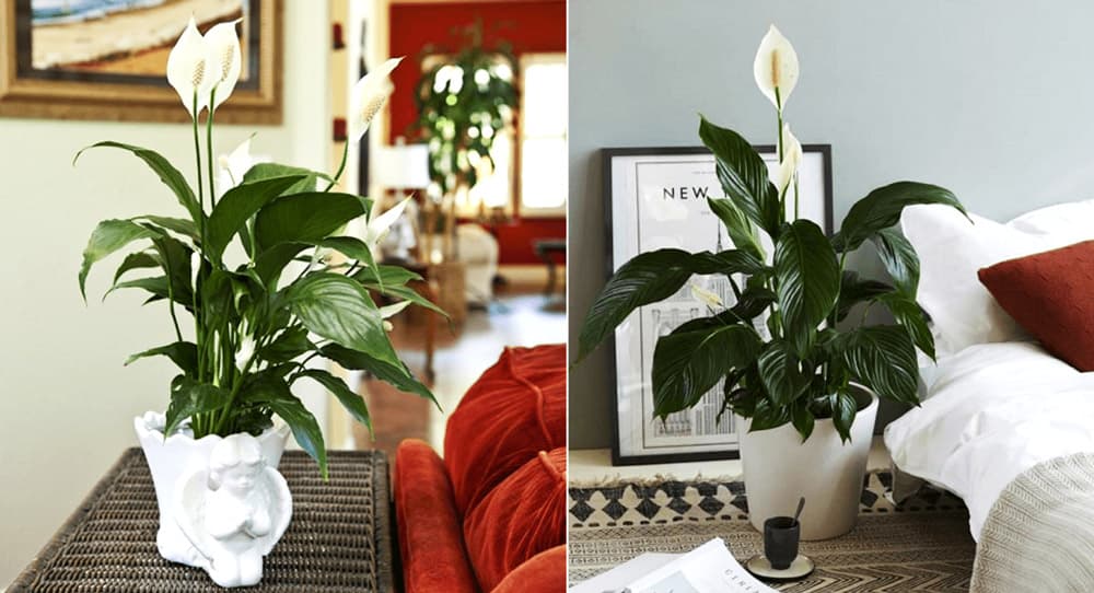 Cây lan ý để bàn làm việc - Vườn cây xinh