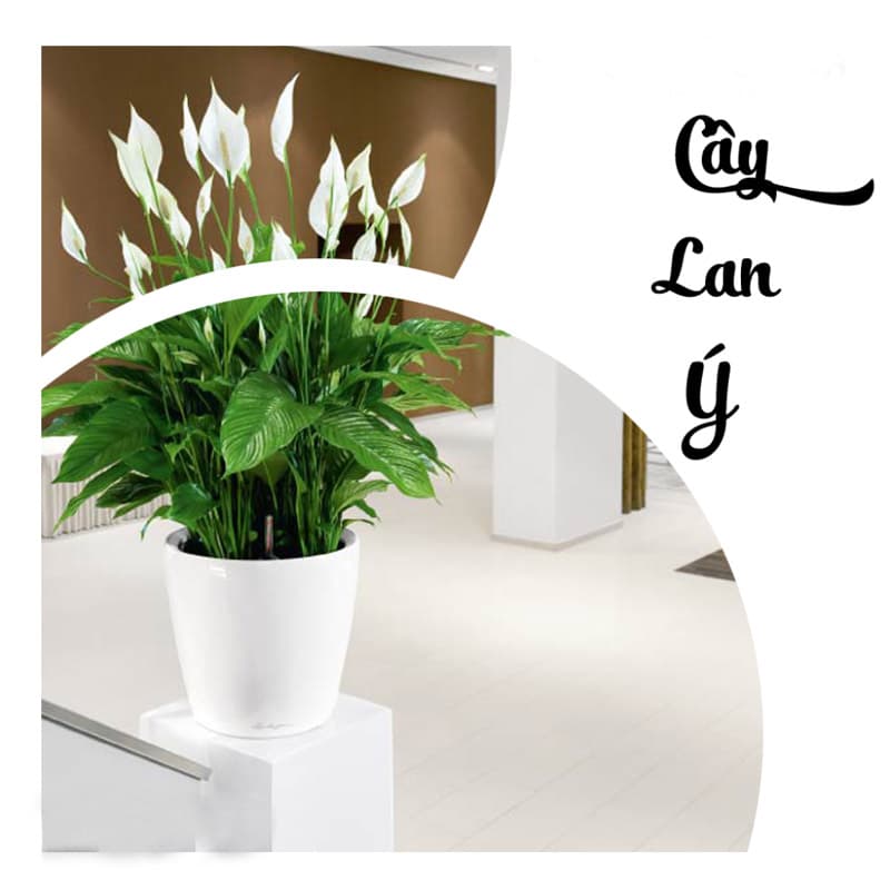 Cây lan ý để bàn làm việc - Vườn cây xinh