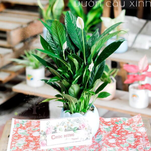 Cây lan ý để bàn làm việc | Hình ảnh hoa lan ý | Vườn cây xinh