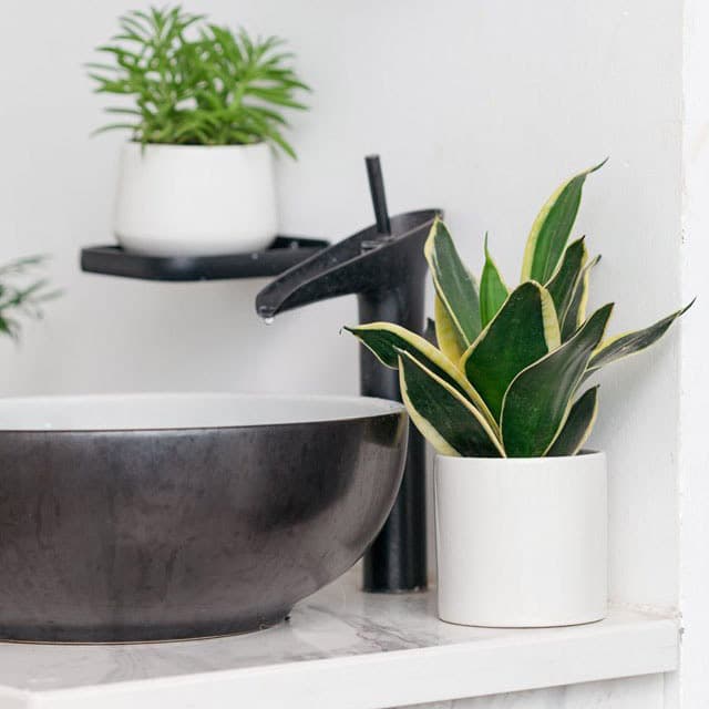 cây lưỡi hổ để trong nhà có tốt không?