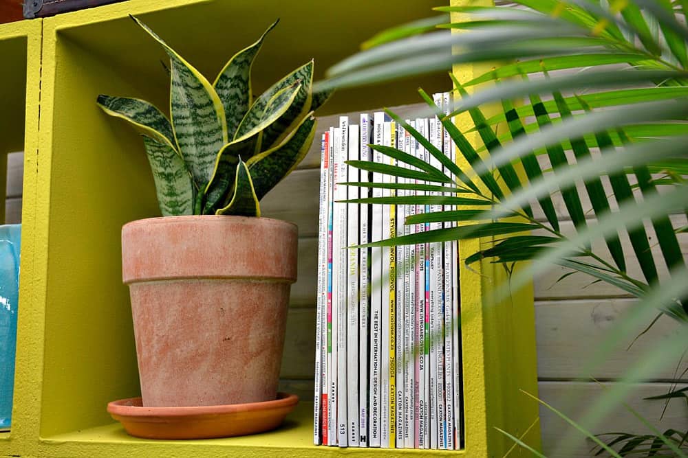 Cây lưỡi hổ để bàn - Vườn cây xinh