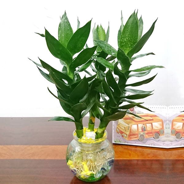 Cây phát lộc thủy sinh để ban thần tài | Cây phong thủy