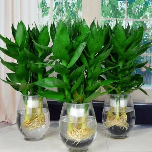 Cây phát lộc thủy sinh để bàn - Vườn cây xinh