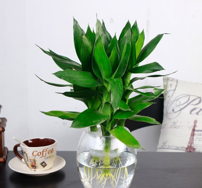 Cây phát lộc thủy sinh để bàn - Vườn cây xinh