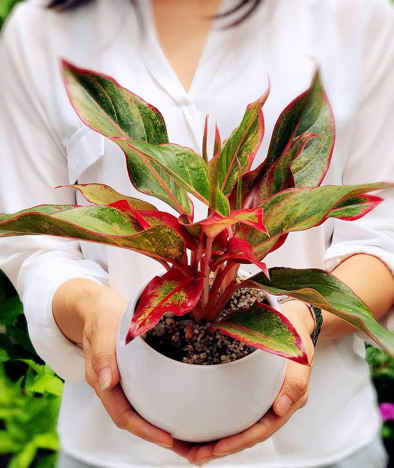Cây phú quý đỏ để bàn | Phú quý lá đỏ - Vườn cây xinh