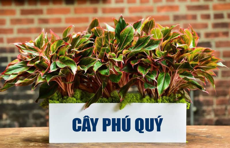 Cây phú quý đỏ để bàn | Phú quý lá đỏ - Vườn cây xinh