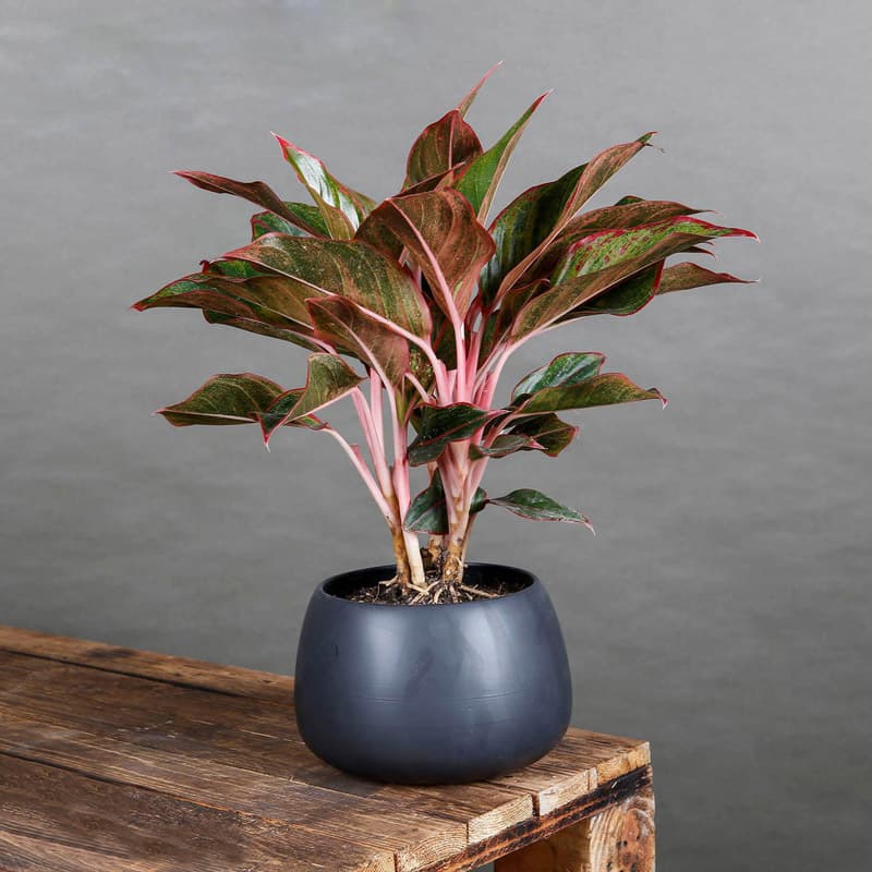 Cây phú quý đỏ để bàn | Phú quý lá đỏ - Vườn cây xinh