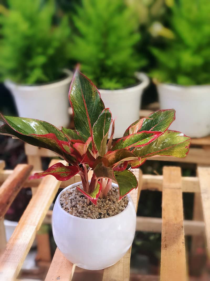 Cây phú quý đỏ để bàn | Phú quý lá đỏ - Vườn cây xinh