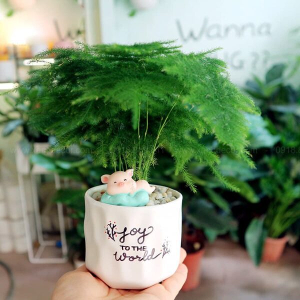 Cây Thủy Tùng (Kim Thủy Tùng) Mini Để Bàn | Cây Thông Nước