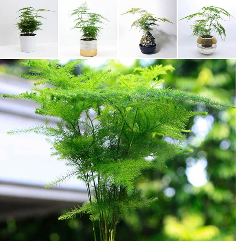 Cây thủy tùng để bàn làm việc giá rẻ - Vườn cây xinh