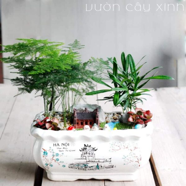 Cây Thủy Tùng (Kim Thủy Tùng) Mini Để Bàn | Cây Thông Nước